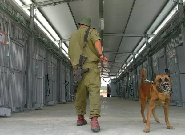 לראשונה: צה"ל השתמש בכלבי תקיפה נגד שב"חים