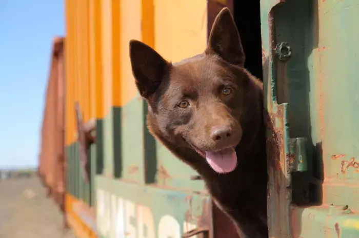 "Red Dog" יפתח את פסטיבל הקולנוע האוסטרלי השמיני