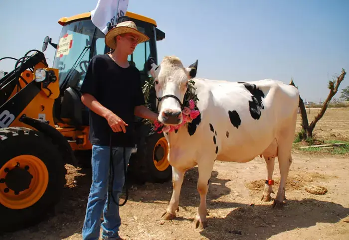 מלכת היופי השוקלת 650 קילוגרמים