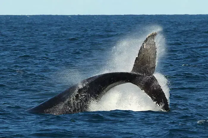 "פארק SeaWorld מפר את החוקה ומשעבד לווייתנים"