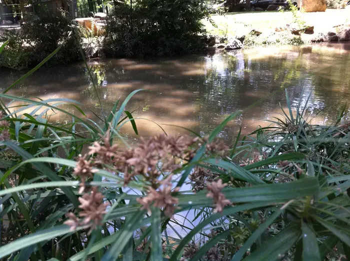 לאחר עשור: חיים חדשים למעיין עין הזהב שבצפון
