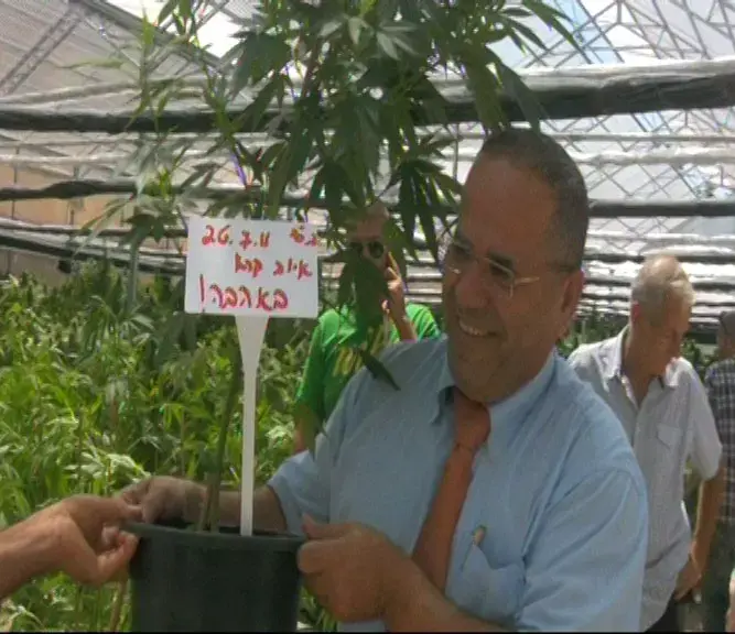 צפו: סיור במתקן לגידול קנביס רפואי בצפת