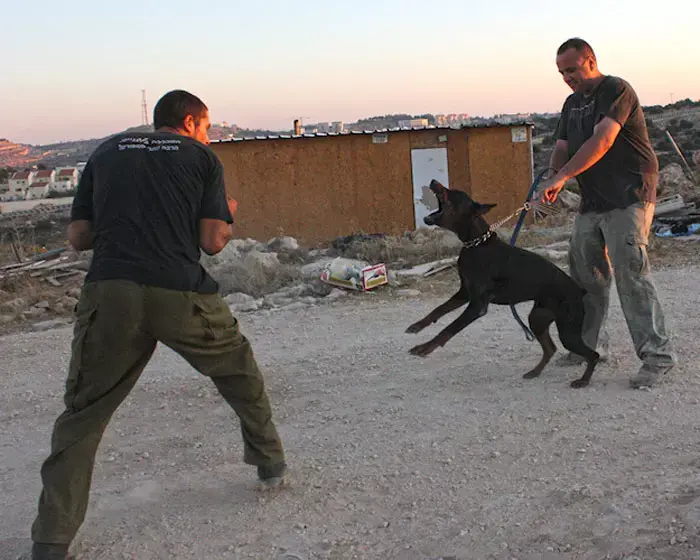 פלסטינים: "מתנחלים תקפו אותנו ושיסו כלבים"