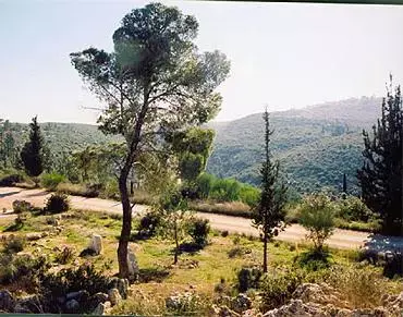 הודי בן 83 חי חמישים שנה על עץ