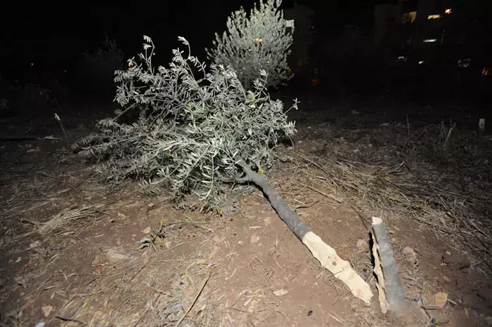 נעצרו שבע חשודות בהשחתת רכוש צבאי וכריתת עצי זית