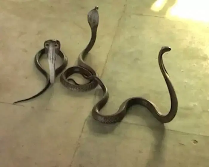מלחמה בשחיתות נוסח הודו: נחשים בלשכת המס