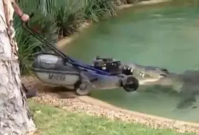 מצא שלל: צפו בקרוקודיל העצבני שחטף מכסחת דשא