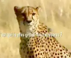 בעוד שני עשורים יעלם הטיגריס מהעולם