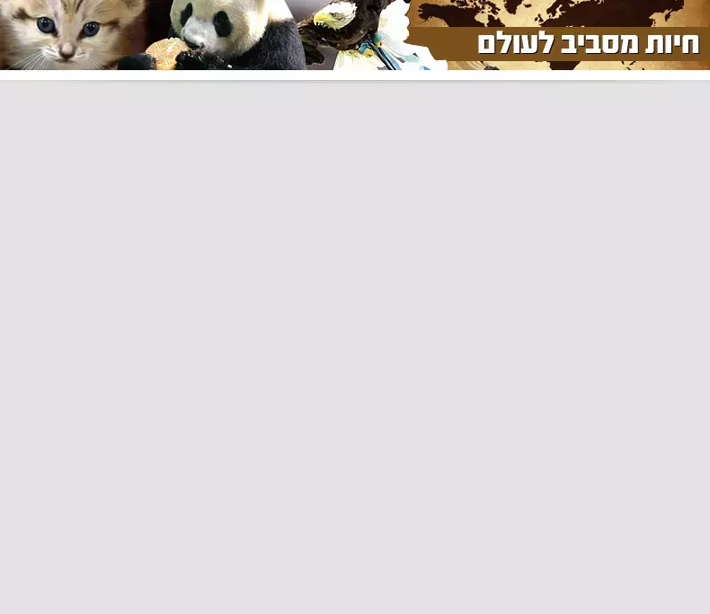 חיות מסביב לעולם: אמא פנדה בשנת צהריים על עץ