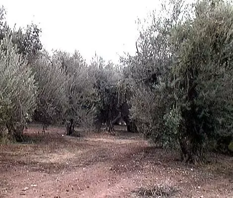 תפקיד חדש למג"ב - מסיקת זיתים