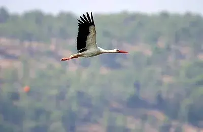 החסידות ההומוסקסואליות הקימו משפחה