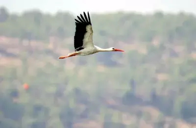 נעדרת: חנה החסידה ההונגרית