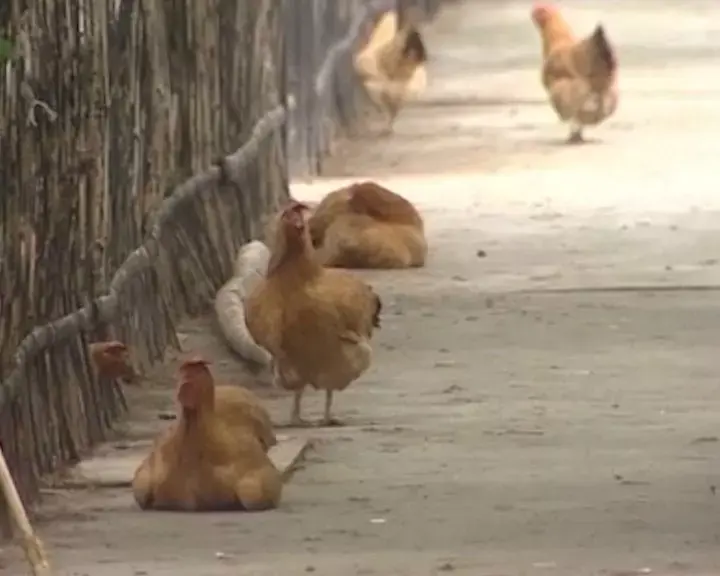 "שפעת עופות אפוקליפטית קטלנית יותר מהקורונה עלולה למחוק מחצית מהאנושות"