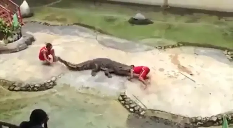 תיעוד נדיר חושף איך זה מרגיש להיאכל על ידי תנין אכזרי