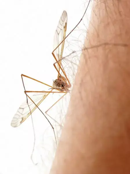 האם מטיילים יכולים להפסיק לפחד ממלריה?