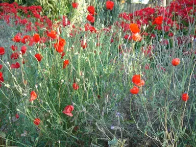 לאוס מאסה בנרקומנים ועקרה את שדות הפרג