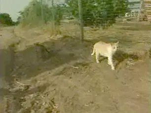 החתולים שננטשו בת&rdquo;א זקוקים לבית מחסה
