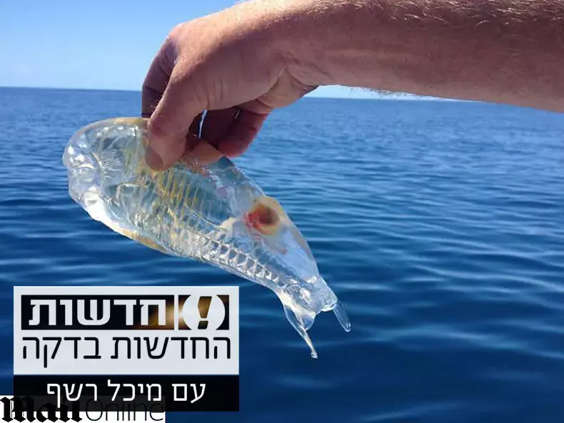 החדשות בדקה: ההפתעה השקופה של הדייג מניו זילנד
