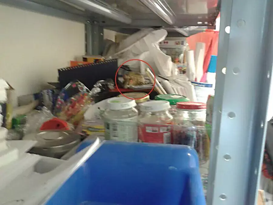 ההורים נחרדו לגלות: "גן הילדים שורץ עכברושים"