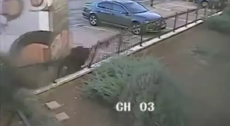 "נפגע וברח": נמחץ על ידי אוטובוס - ויצא ללא פגע