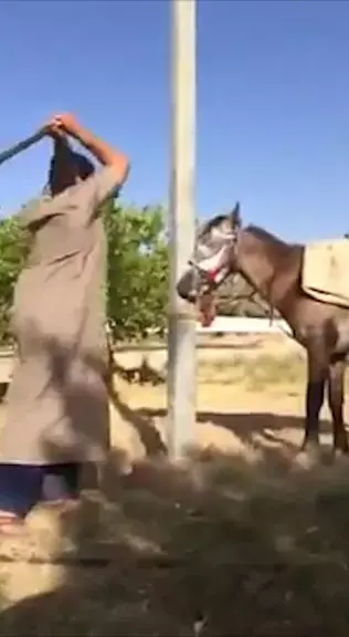 תגובות נזעמות לסרטון ברשת: צעיר חובט בסוס - וצוחק