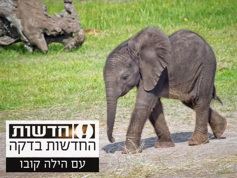 החדשות בדקה: פילון חמוד חולץ מבור בהודו