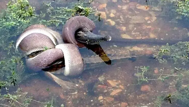 תיעוד נדיר: קרב לחיים ולמוות בין נחש לתנין