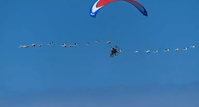 תיעוד: כך מתעללים צנחני הרחיפה בלהקות הפלמינגו