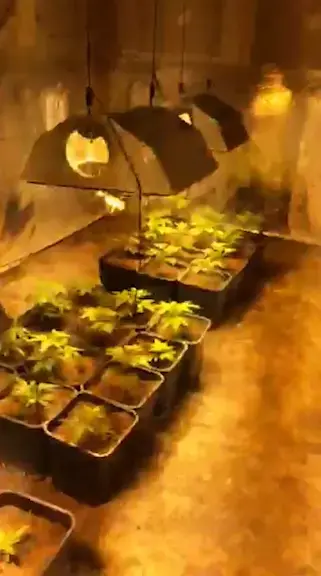 תיעוד: נחשפה מעבדת סמים ענקית "של חיילי דומרני"