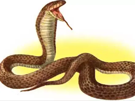 אשה הודית התחתנה עם אהובה, נחש הקוברה