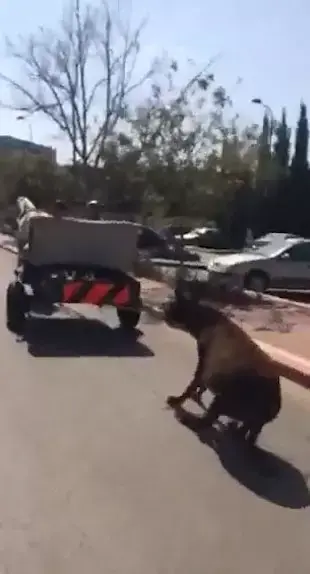 בעקבות הסרטון המזעזע: נעצר בן 12 שהתעלל בחמור