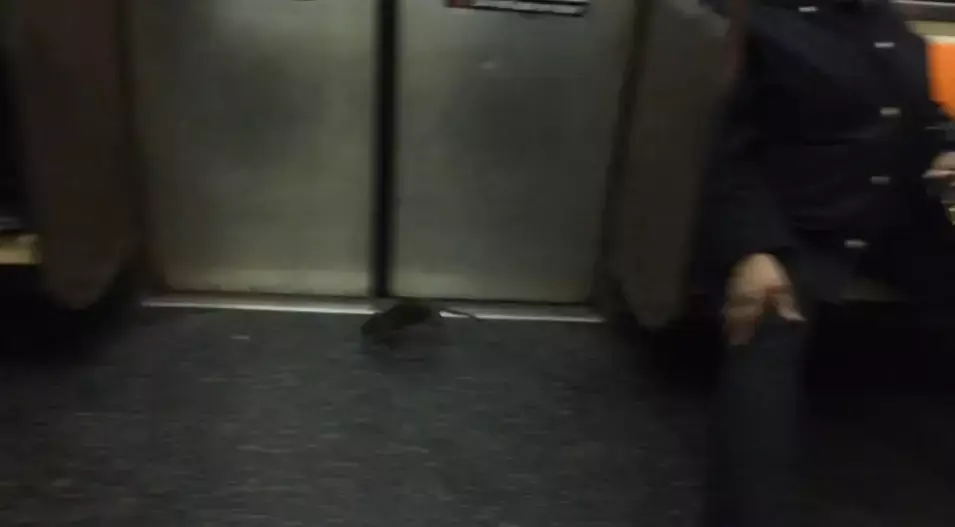 החדשות בדקה: כשעכברוש מסתנן לסאבווי בניו יורק