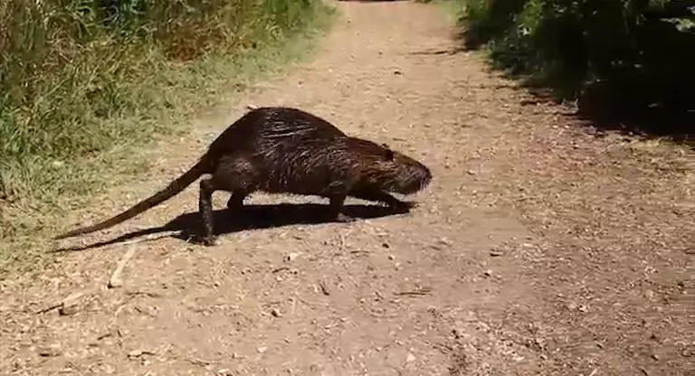 עומסי תנועה ברחבי הארץ: מאות אלפים טיילו בחג