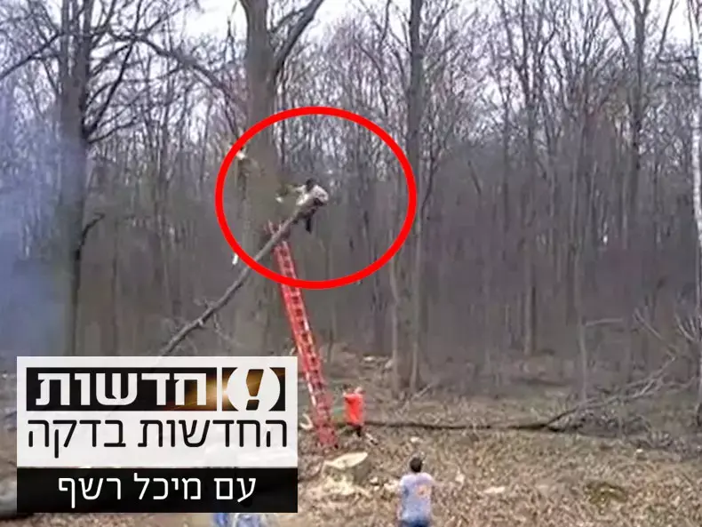 החדשות בדקה: החוטב כרת ענף - העץ החליט לנקום