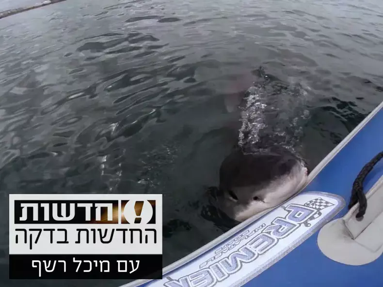 החדשות בדקה: צפו בכריש תוקף סירת גומי בלב ים