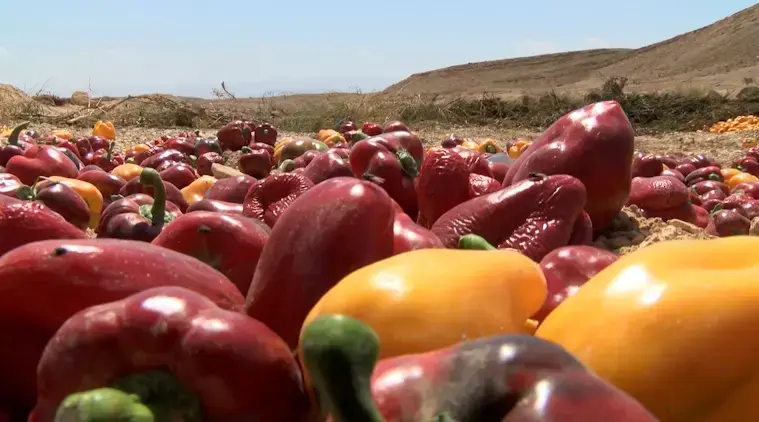 מחאת החקלאים בערבה: "כמעט חצי יפשטו רגל השנה"
