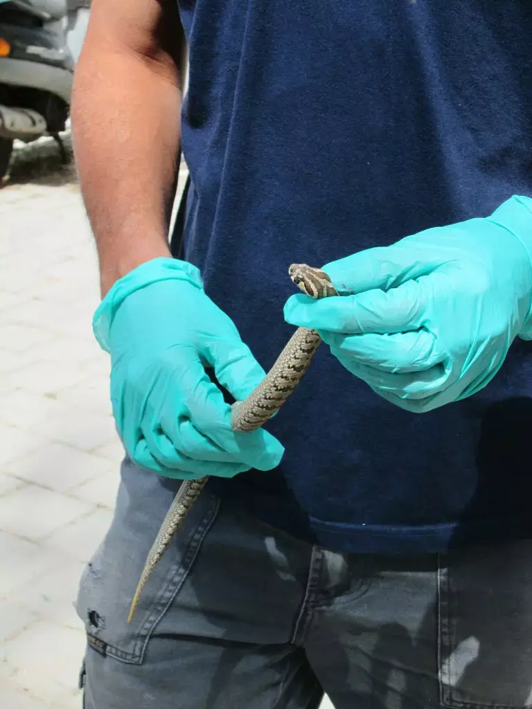 בהלה בגן הילדים: נחש צפע ארסי התגלה בחצר