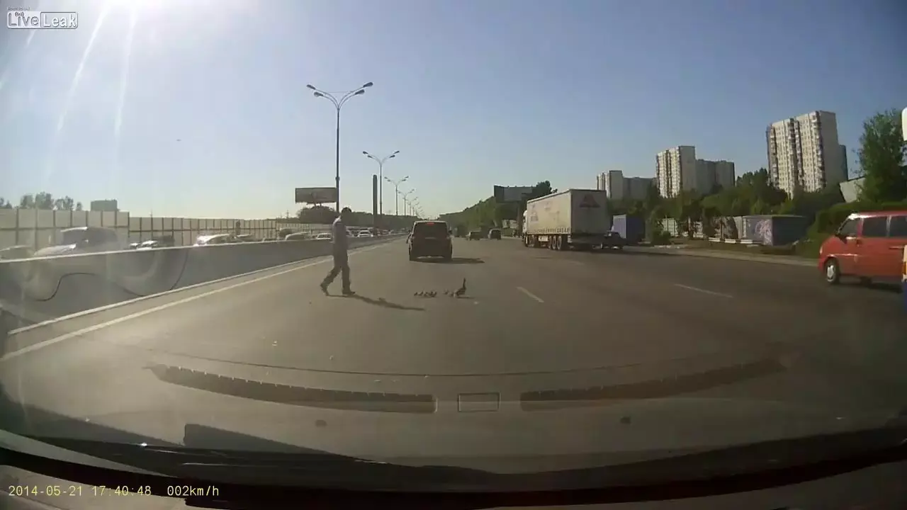 החדשות בדקה: מה קרה לברווזים שנתקעו בכביש מהיר?