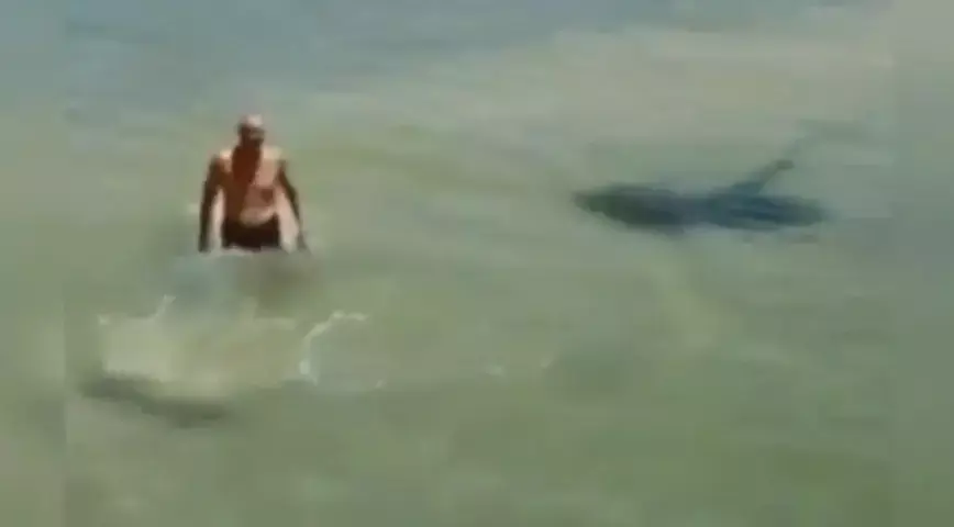 החדשות בדקה: חתול ים נוקם במתרחץ שהתגרה בו