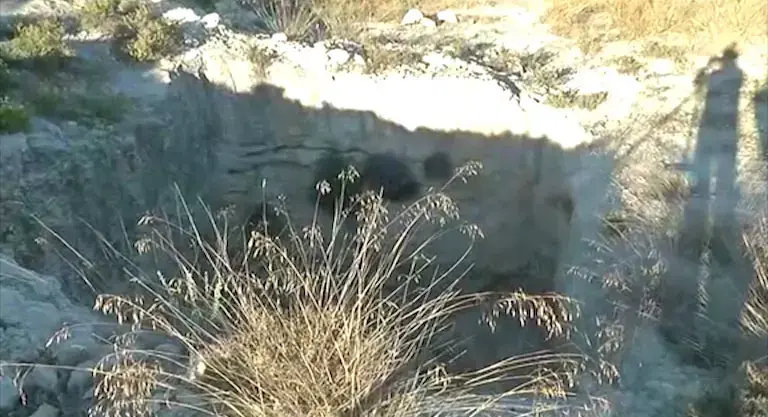 סטודנט בטכניון על חטיפת הנערים: "3 גולים לפלסטין"