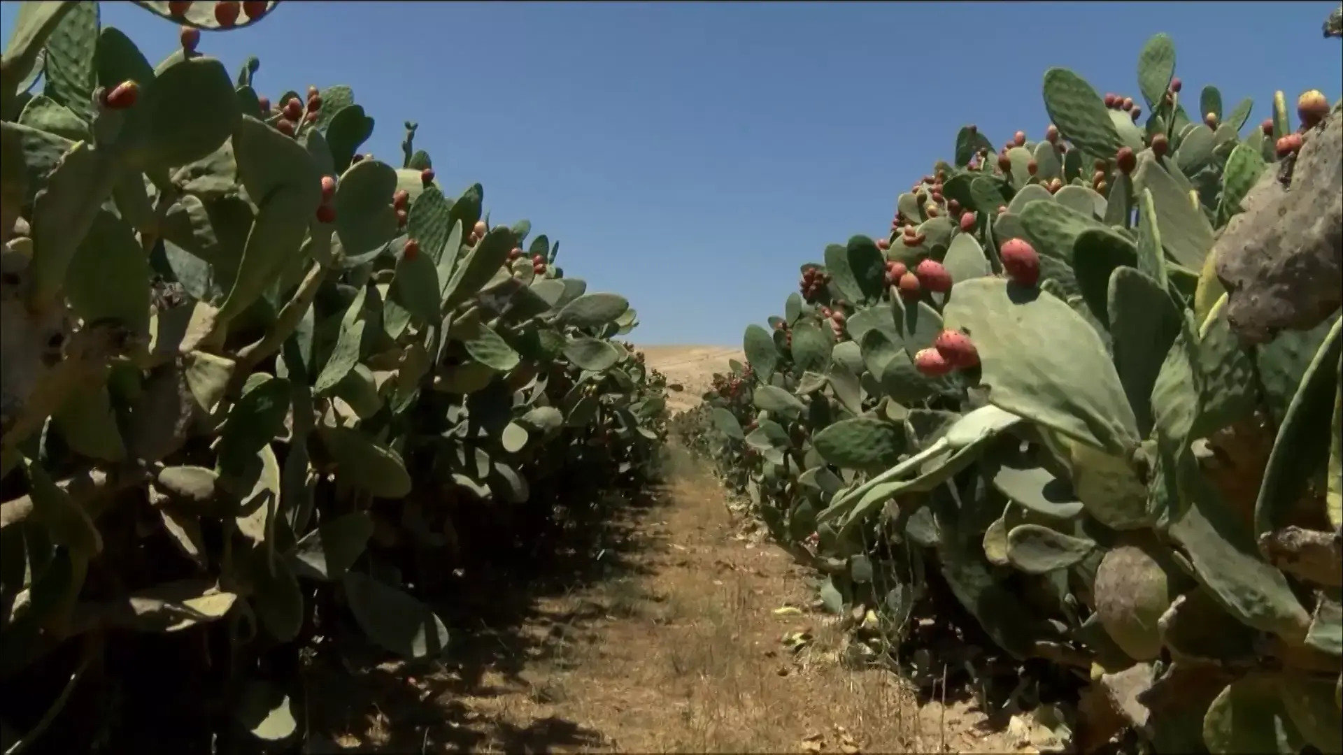 חוות הצבר