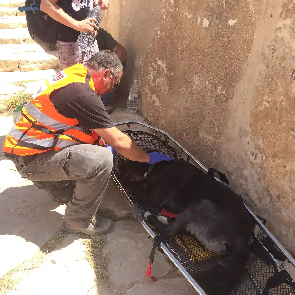 "מבצע סימבה": כלב חולץ אחרי שנפל מצוק במכתש רמון