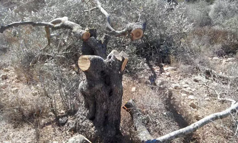 חשד ל"תג מחיר" בשומרון: כמאה עצי זית נכרתו