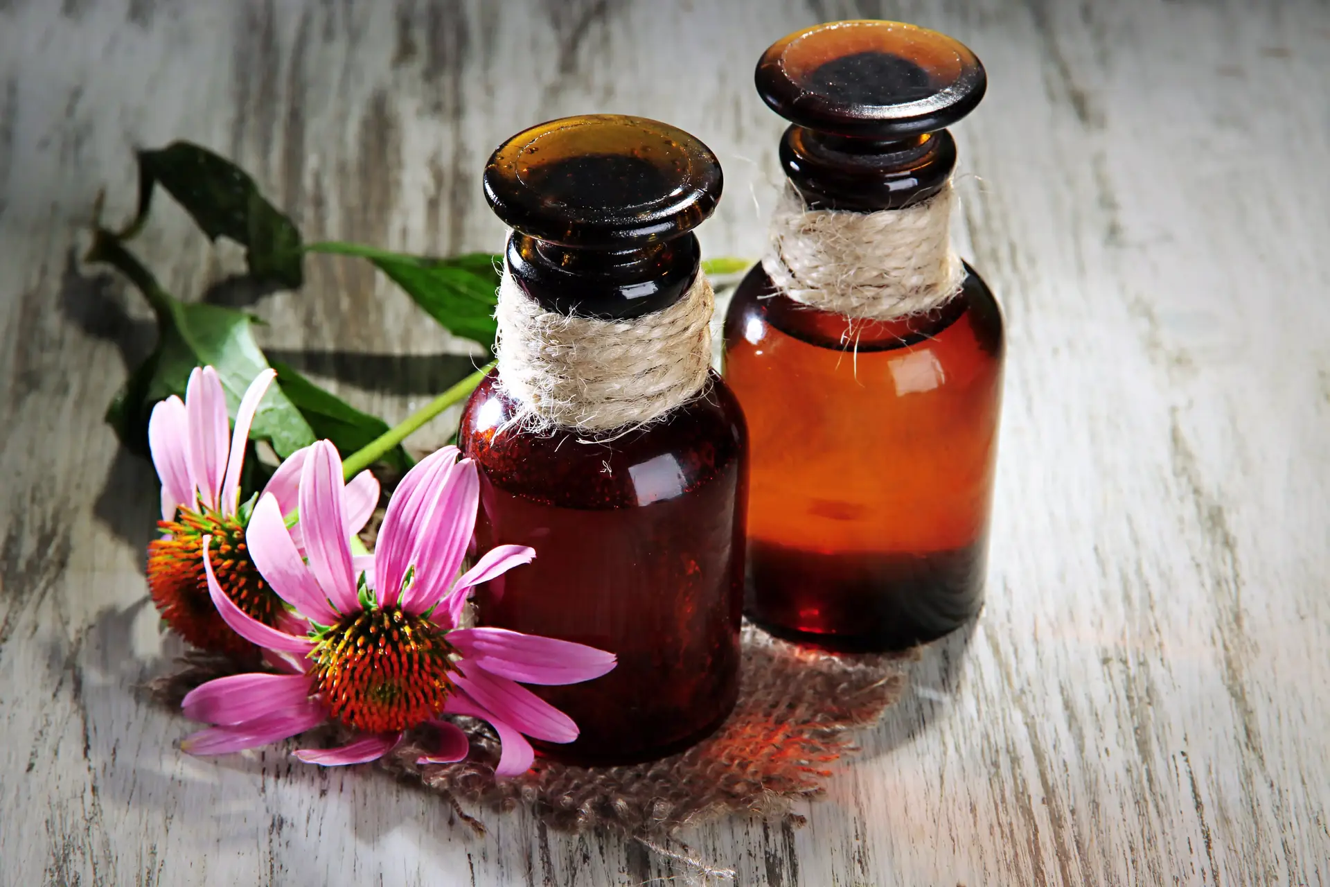 האם אכינצאה באמת עוזרת למנוע הצטננות? זה מה שהמדע אומר