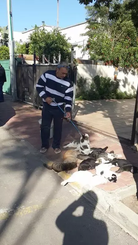 מי מרעיל למוות חתולי רחוב בקריית ביאליק?