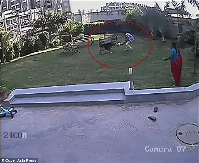 צפו באח שהציל את אחותו הפעוטה מכלב שתקף אותה