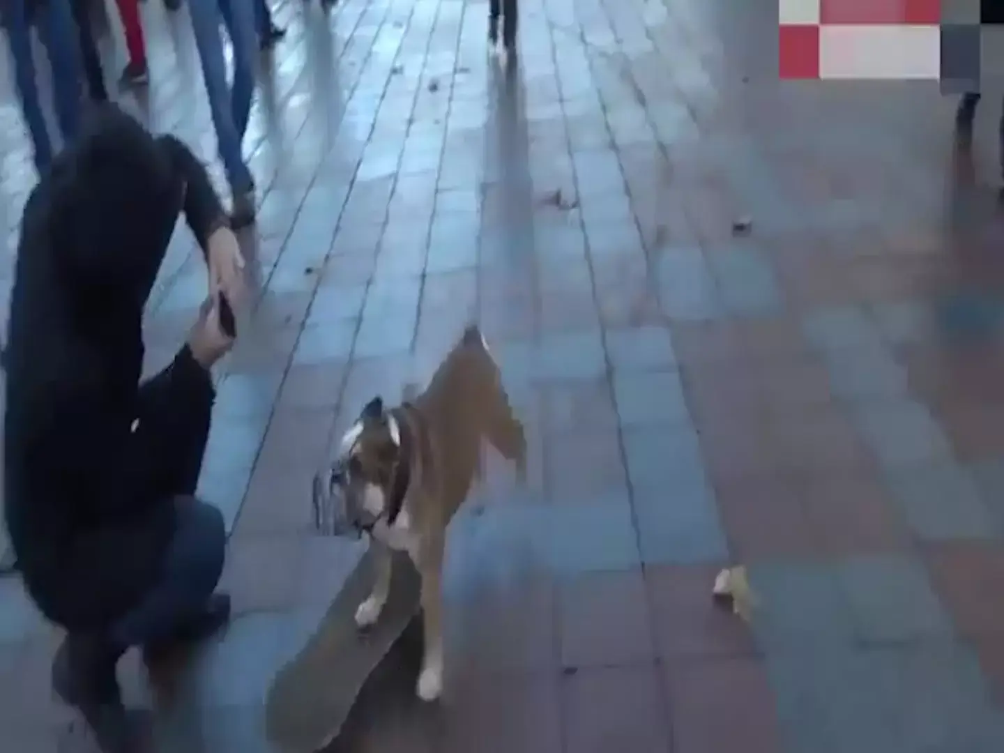החדשות בדקה | צפו: כלב על סקייטבורד עצר הפגנה באוקראינה