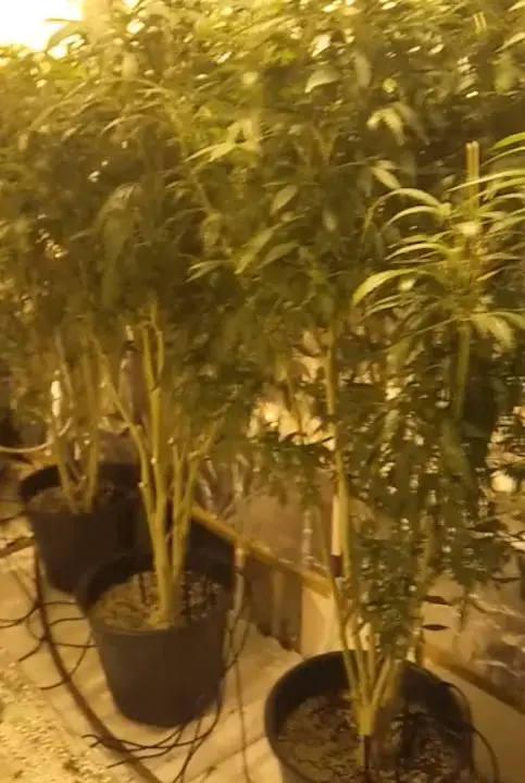 קצין משטרה בכיר: "ישראל הפכה למעצמת גידול קנאביס"