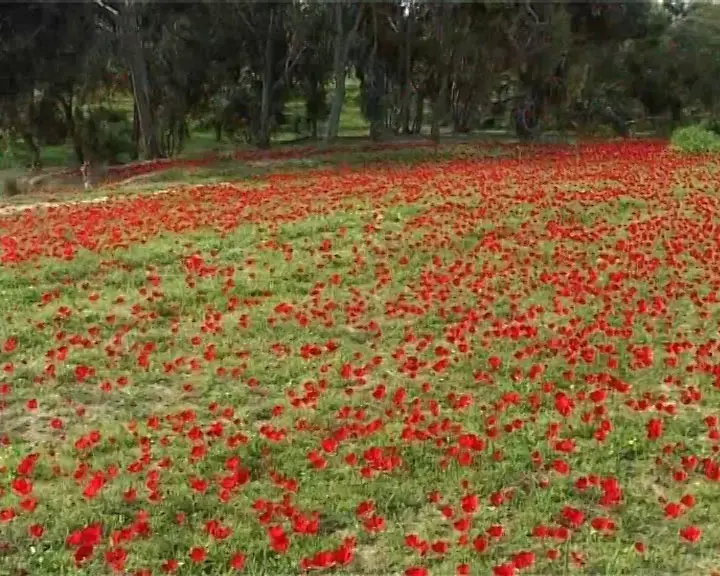 פסטיבל "דרום אדום"- סיורים, פעילויות, מופעים והרבה כלניות