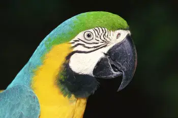 התוכי נעצר ונחקר עד שסיפר למי הוא שייך